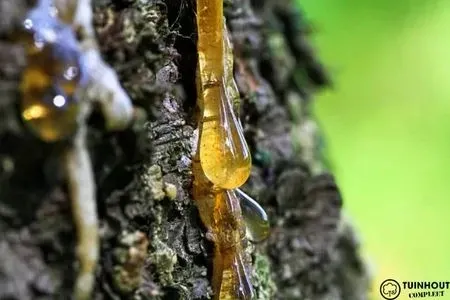 Hoe bestrijdt u hars?