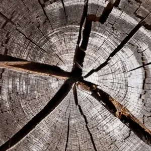 Hoe bestrijdt u hars?